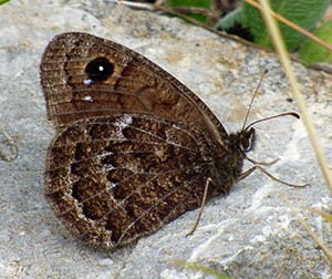 Black Satyr - Satyrus actaea © John Muddeman